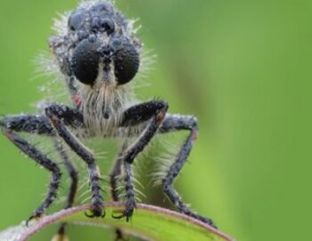 Raubfliege Vorderansicht