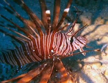 giftiger Rotfeuerfisch