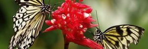 2 Schmetterlinge auf einer Blume