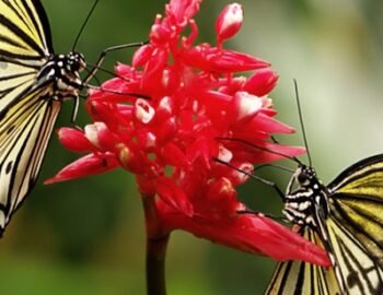 2 Schmetterlinge auf einer Blume