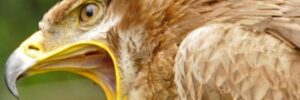Greifvogel mit offenen Schnabel