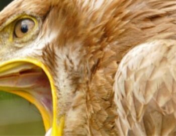 Greifvogel mit offenen Schnabel