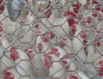 eingesperrte Huehner