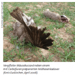 vergifteter Mäusebussard