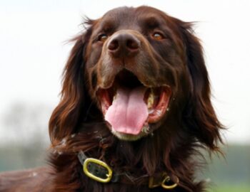 brauner Hund mit Halsband