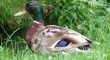 Ente uf der Wiese
