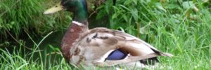 Ente uf der Wiese