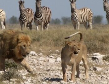 Loewen in der Savanne