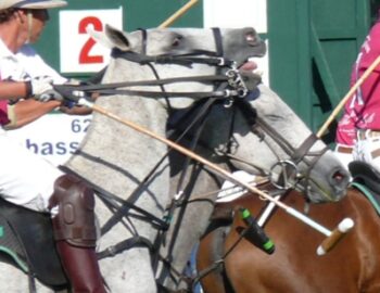 Polo Pferde mit Reitern