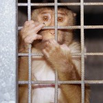eingesperrter Primat