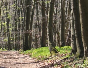 Weg im Wald