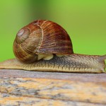 Weinbergschnecke