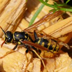Wespe