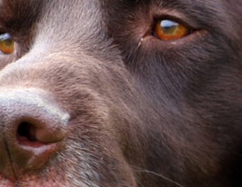 Jagdhund schaut seitlich