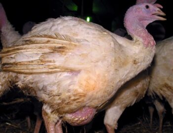 schlecht versorgte Puten