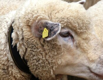 Schaf mit Ohrmarke