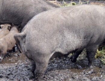 Wildschweine in Gefangenschaft