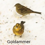 Goldammern