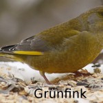 Grünfink