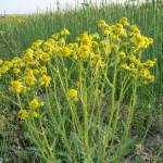 Jakobskreuzkrautstrang Jakobskreuzkrautstrang