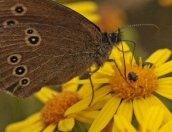 Schmetterling auf einer Blume