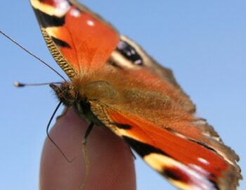 Schmetterling auf dem Finger