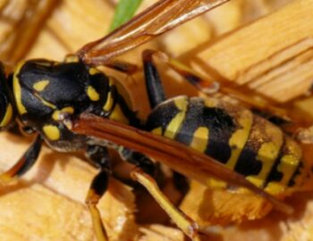 Wespe in Großaufnahme