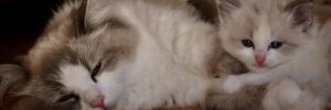 ruhende Katzen