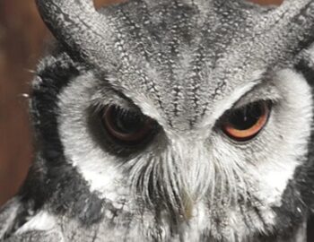 Nordbüscheleule schaut nach unten