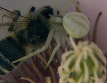 Krappenspinne mit Beute