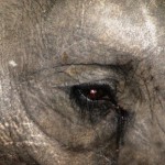 Elefantenauge