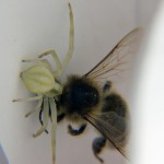 Krabbenspinne mit Beute