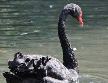 Trauerschwan im Wasser