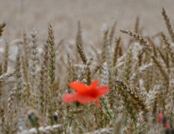 Getreidefeld mit Blume