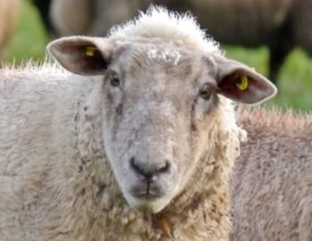 Schaf schaut in die Kamera