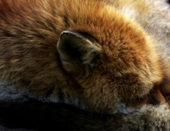 schlafender Fuchs