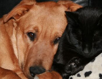 Hund und Katze kuscheln