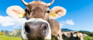 Kuh schaut in die Kamera