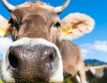 Kuh schaut in die Kamera