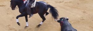Pferd neben gequaelten Stier