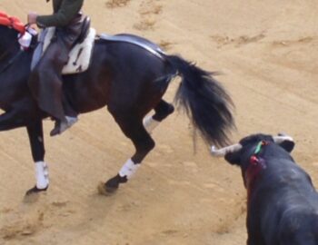 Pferd neben gequaelten Stier