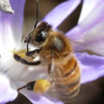Honig-Biene