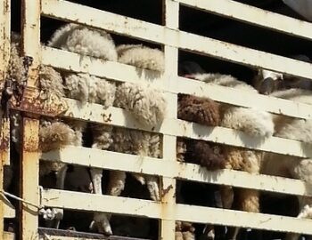 eingesperrte Schafe