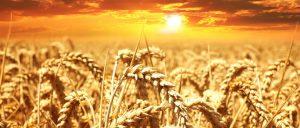 erntereifes Weizenfeld