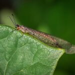 erwachsenes Insekt aus Ameisenlöwen Larve