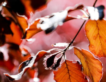 Blutbuche - Blätter