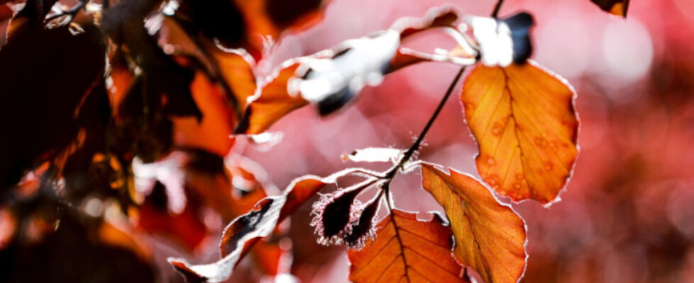 Blutbuche - Blätter