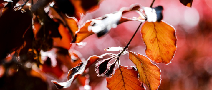 Blutbuche - Blätter