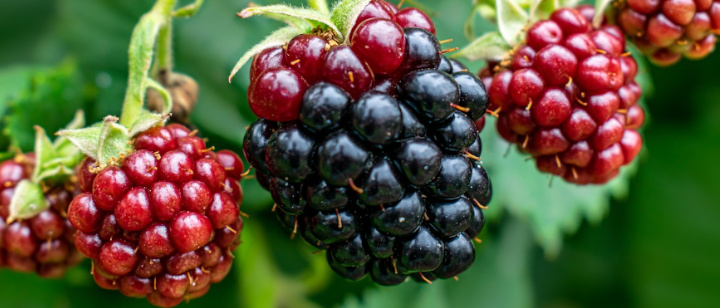 Brombeeren