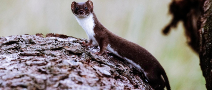 Großwiesel - Hermelin